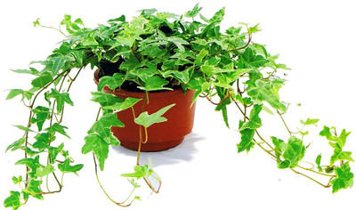 記住這四條規(guī)則，巧用植物甲醛治理！