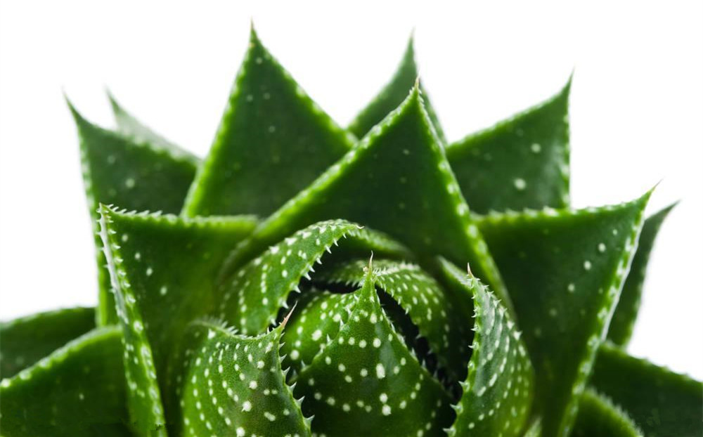 記住這四條規(guī)則，巧用植物甲醛治理！