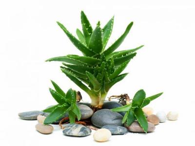 去除房間甲醛的植物有哪些？