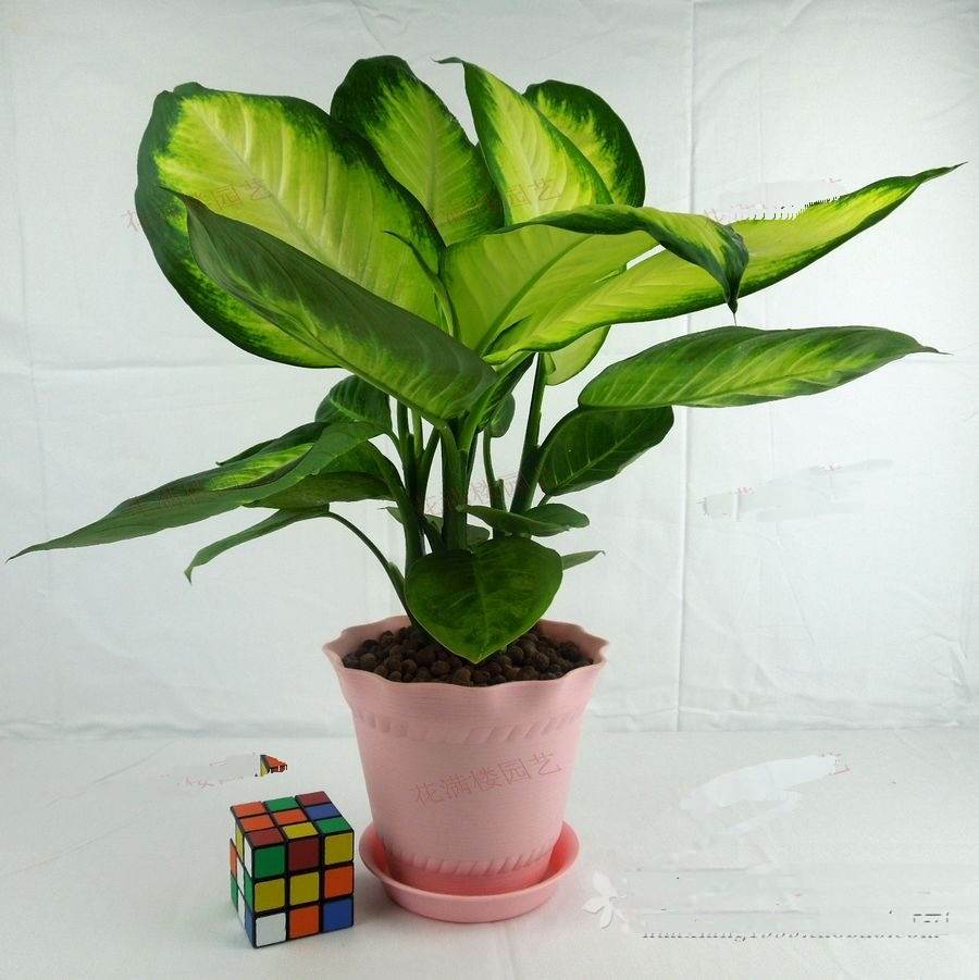 哪些植物可以除甲醛，本事***呢？