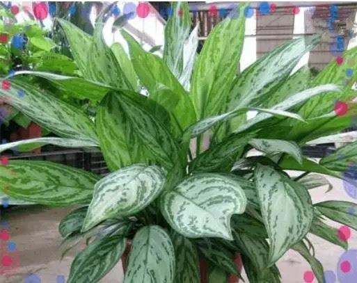 什么植物可以凈化空氣？