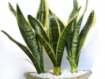 用什么植物除甲醛最好？
