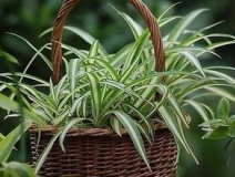 綠色植物大作戰(zhàn)，顏值最高的凈化空氣方法