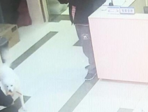 有問題找警察，薩摩耶派出所報(bào)案，不注意這件事，對狗狗致命，警察蜀黍卻幫不上忙！