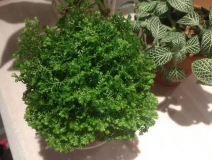 這幾種植物擺家中，空氣清新一整年！