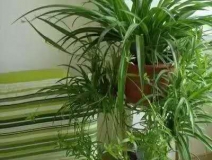 除甲醛，竹炭綠植不給力