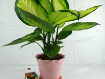 哪些植物可以除甲醛，本事最大呢？