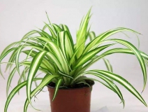 去除甲醛的綠植有哪些?你家里有嗎？