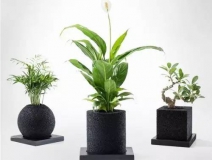 怎么甲醛治理靠得牢？竹炭、植物成最大“騙局”