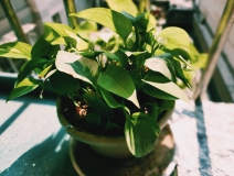 植物能治理甲醛嗎？科學(xué)使用植物很重要